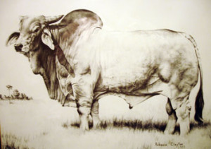 Brahman-Standard-Bull1-300x211